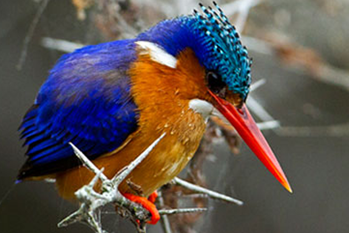 Malachite kingfisher perched on a branch