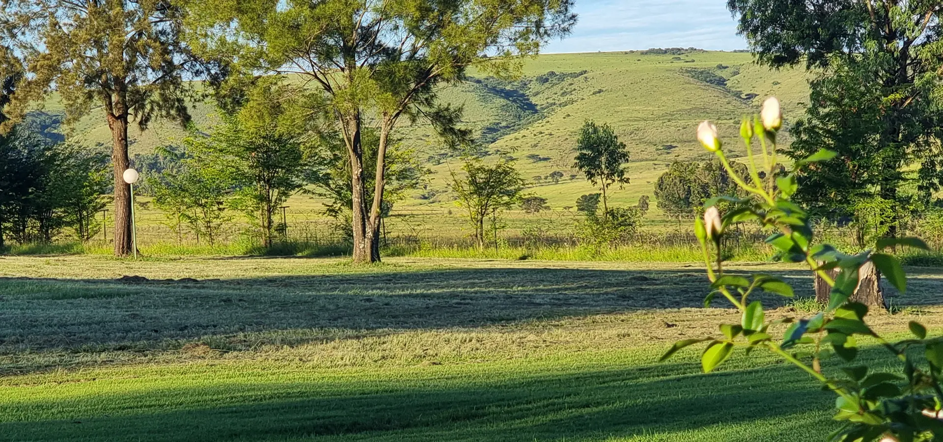 Rolling green countryside and trees around Newcastle Country Lodge