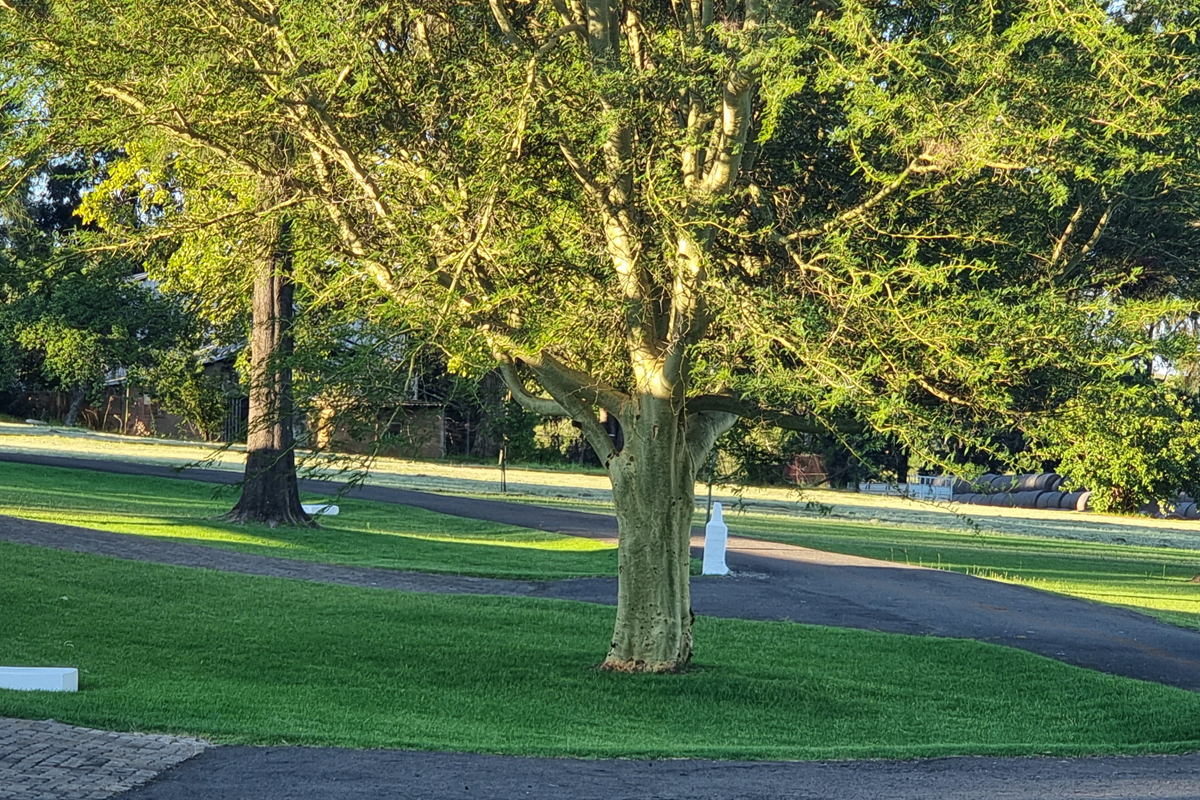 Mature trees and green lawns around the lodge